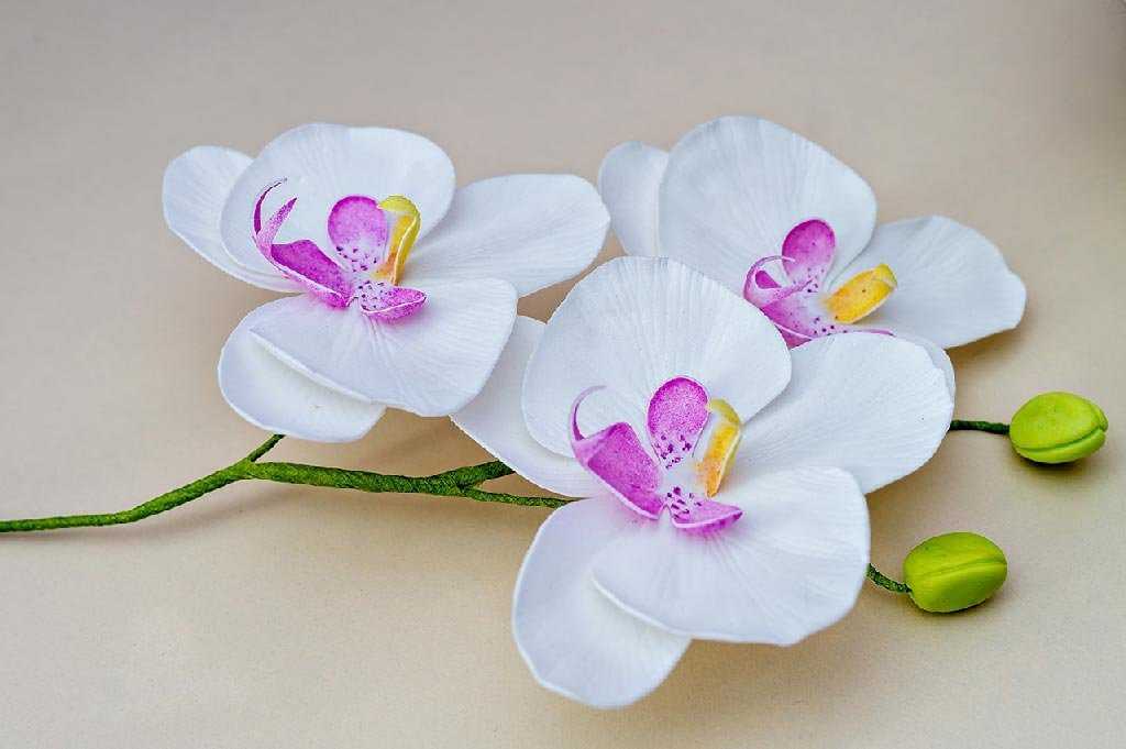 Орхидею принято дарить только любимым людям И если вы хотите удивить своего любимого человека, сделайте своими руками сладкую орхидею Это