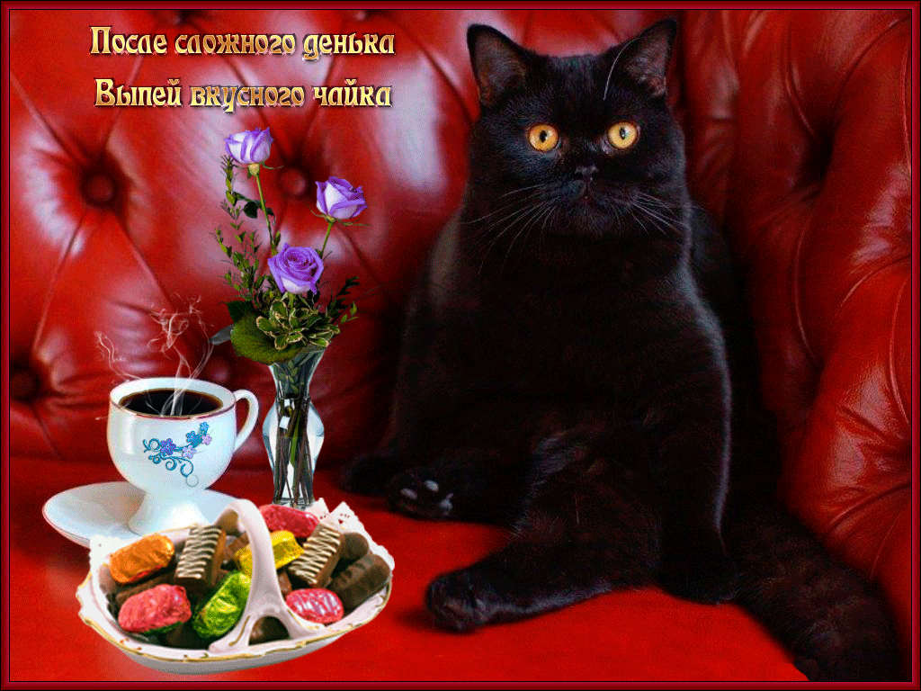 Приятного чаепития кот. Приятного вечера кот. Добрый вечер чёрный кот. Доброго утра хорошего дня черный кот.